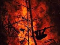 The Amazon is burning