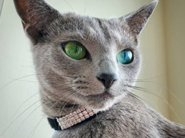 Cat eyes, just perfect!