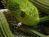 Slithering-Emerald-Snake
