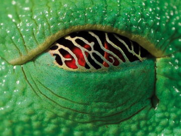 The eye of a red-eyed tree frog