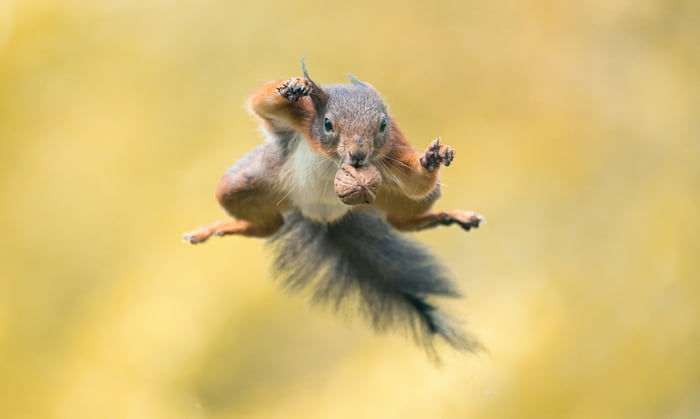 squirrel or ninja animal