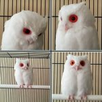 Albino Screech Owl