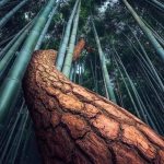 A lone pine tree sneaking through a bamboo forest in Gochang, South Korea