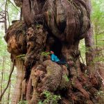 Canada's largest tree