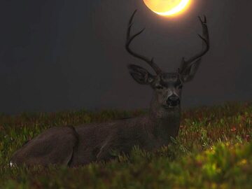 Deer of Moon