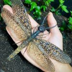 Giant Chinese Dobson Fly