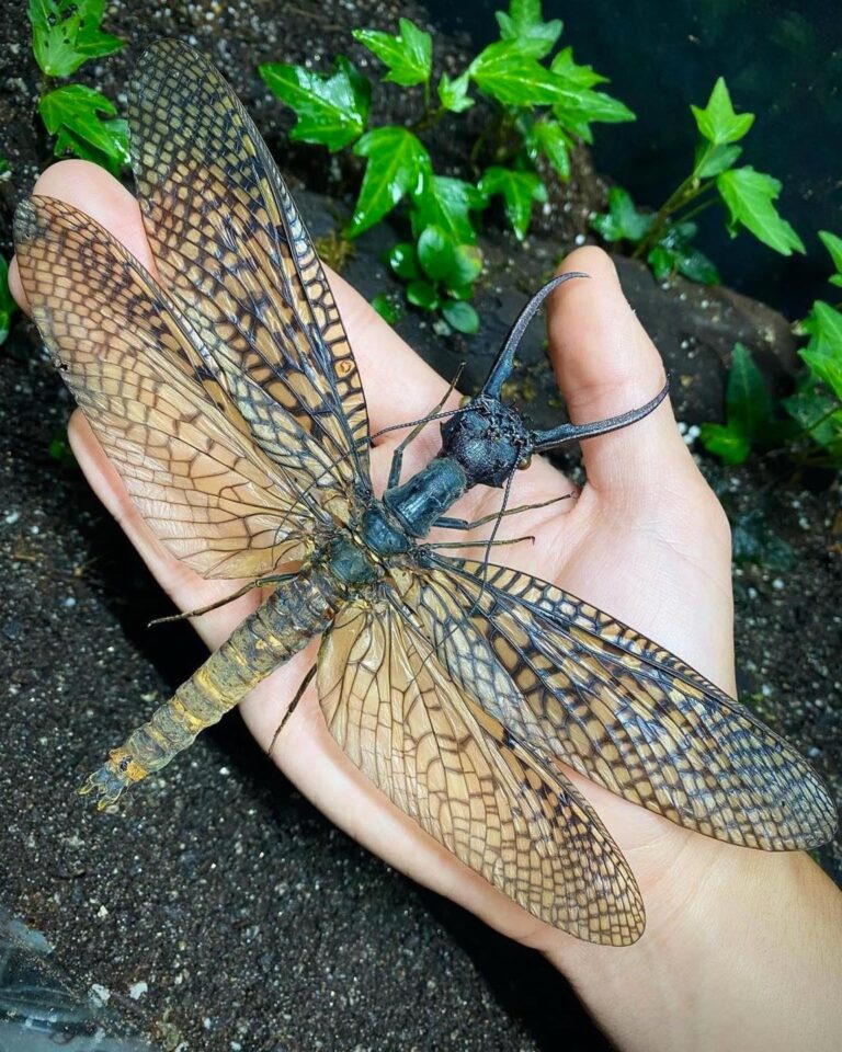 Giant Chinese Dobson Fly