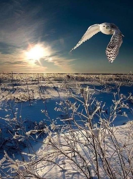 Great shot of a snowy owl.