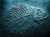 Humans and the Sixth Extinction