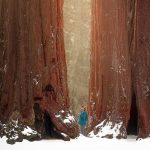 Sequoia National Park