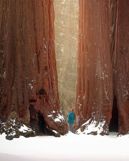 Sequoia National Park