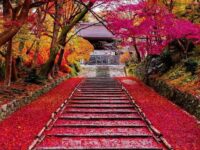 The stairs of bright red fallen leaves were beautiful