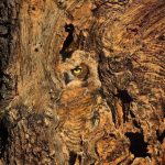 The trees have eyes Incredible camouflage displayed by a great horned owl