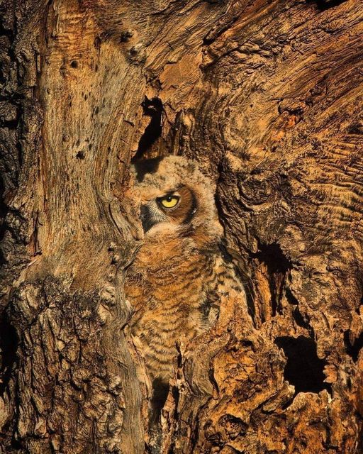 The trees have eyes Incredible camouflage displayed by a great horned owl