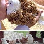 These awesome curly feather pigeons