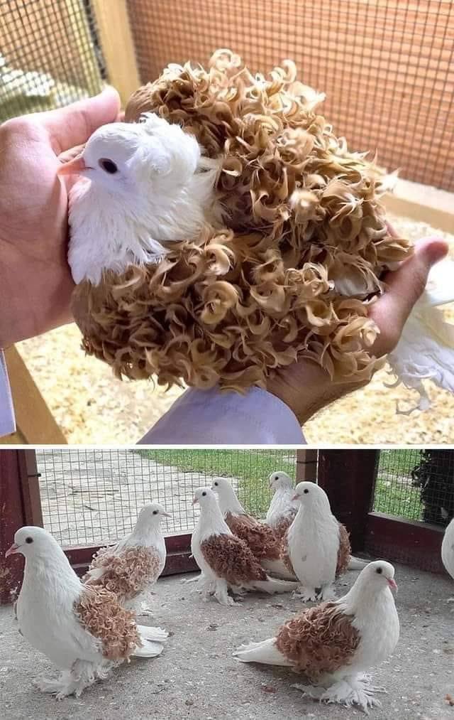 These awesome curly feather pigeons