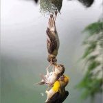 Two birds working hard to get their young back