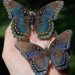 butterflies from Pismo, California