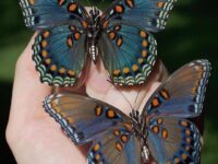 butterflies from Pismo, California