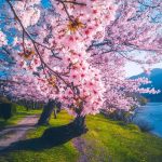cherry trees in Kyoto, Japan