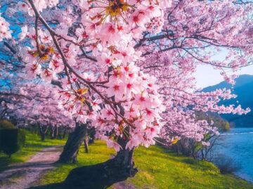 cherry trees in Kyoto, Japan
