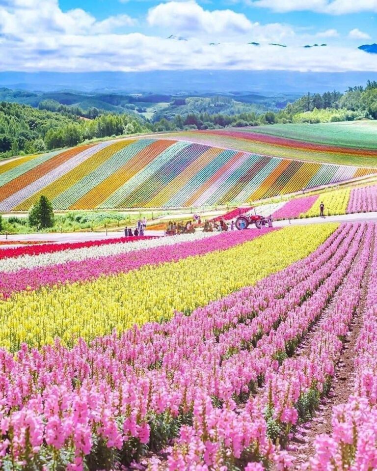 creativity in agriculture, Osaka, Japan