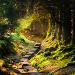 A boardwalk in the Balinastoe Woods Wicklow Mountains, Ireland.