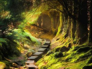 A boardwalk in the Balinastoe Woods Wicklow Mountains, Ireland.