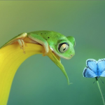 A frog wants to catch a butterfly