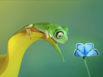 A frog wants to catch a butterfly