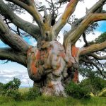 Ancient Snow Gum tree, Alpine National Park, Australia