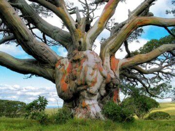 Ancient Snow Gum tree, Alpine National Park, Australia