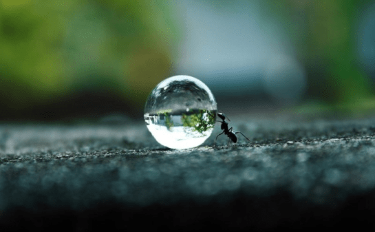 Ant and Water Drop