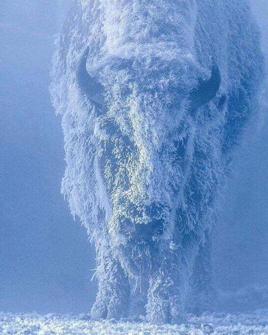 Bison at 35 below zero, Yellowstone National Park, USA.