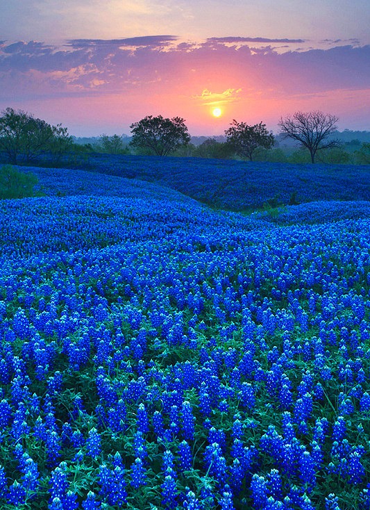Bluebonnet Field in Ellis County, Texas 2