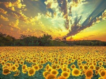 Gorgeous sunflower field in Ukraine 1