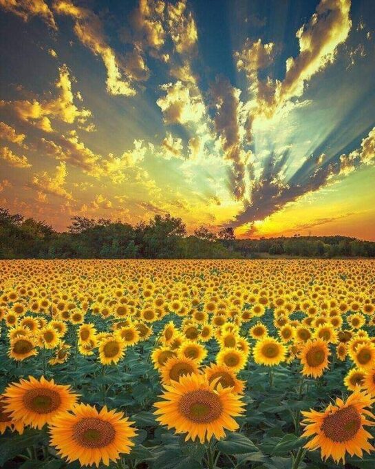 Gorgeous sunflower field in Ukraine 8