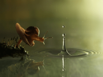 Great shot of a snail
