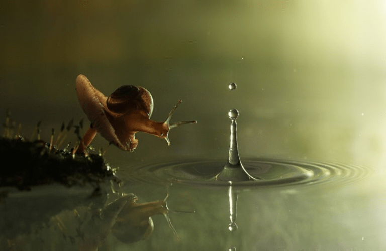 Great shot of a snail