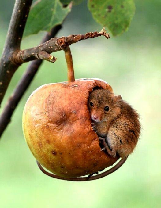 Harvest mouse hiding in an apple