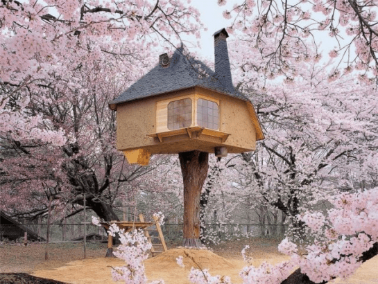 House on Tree