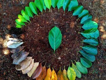 Life cycle of leaf