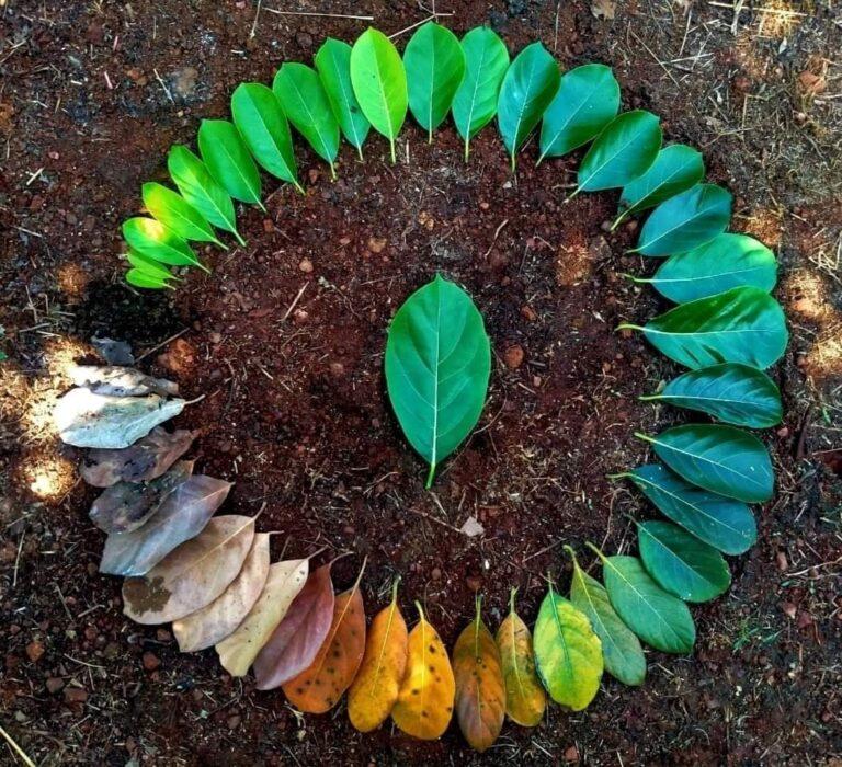 Life cycle of leaf