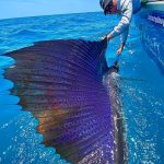 Sailfish in Queensland, Australia