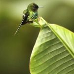 The Bee Hummingbird