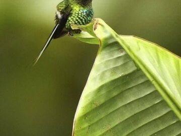 The Bee Hummingbird