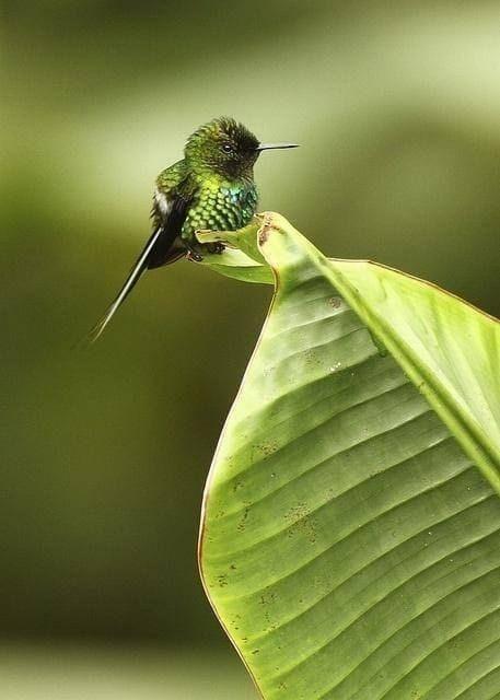 The Bee Hummingbird