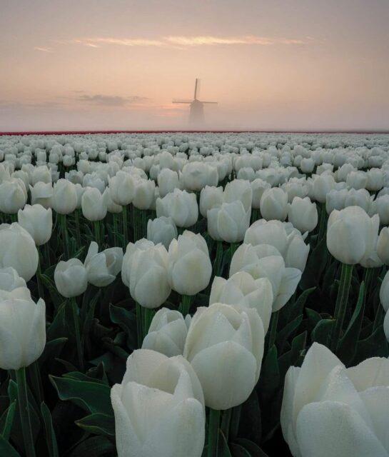 White roses farm, Netherlands