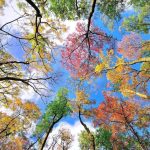 United Colors of Autumn