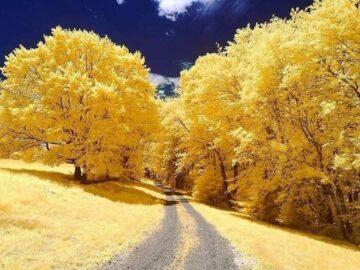 Yellow Autumn, Andover, Massachusetts, USA